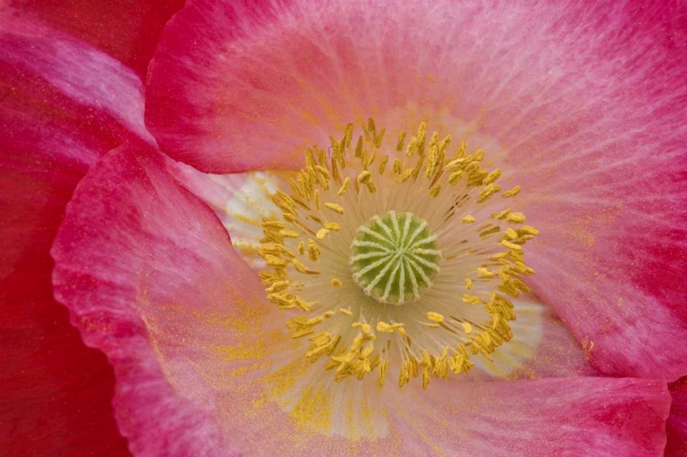 USA, North Carolina Close-up of poppy interior art print by Nancy Rotenberg for $57.95 CAD