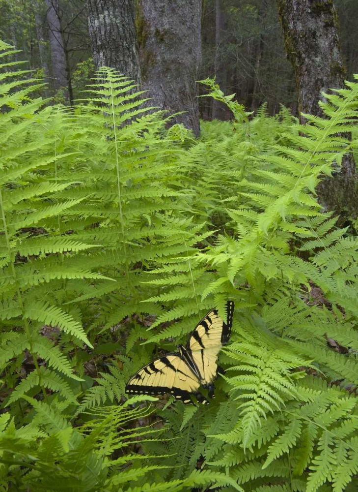 North Carolina Swallowtail butterfly on fern art print by Nancy Rotenberg for $57.95 CAD