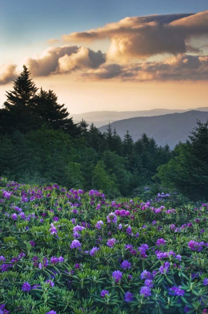 North Carolina Rhododendrons in the mountains art print by Nancy Rotenberg for $57.95 CAD