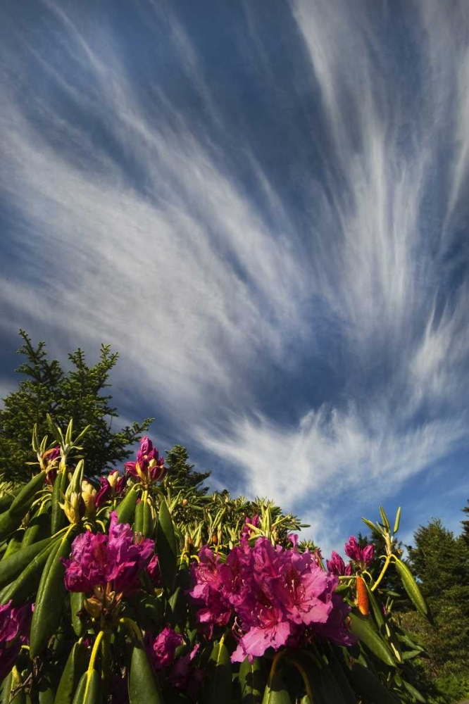 North Carolina Catawba rhododendrons and sky art print by Nancy Rotenberg for $57.95 CAD