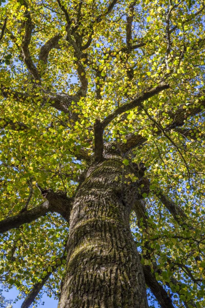 North Carolina Poplar in Joyce Kilmer Forest art print by Don Paulson for $57.95 CAD