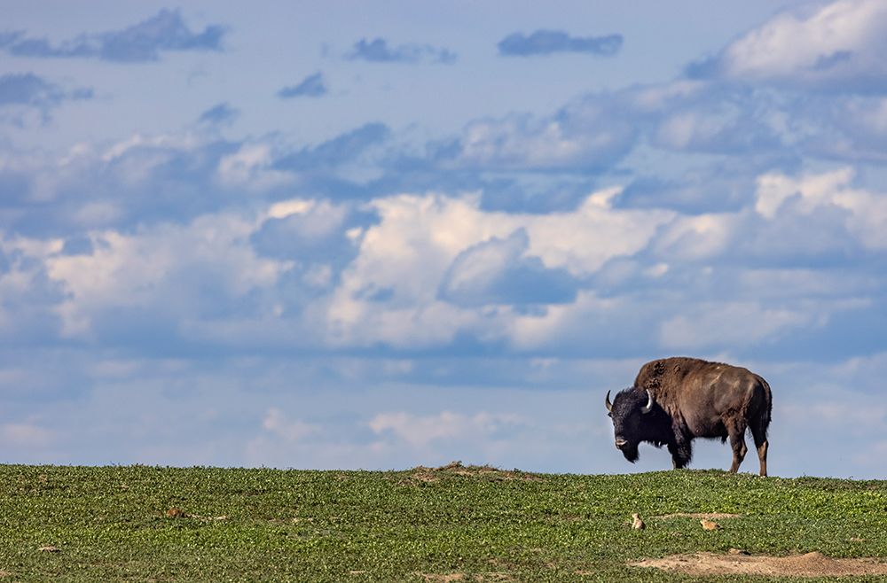 Bison bull in prairie dog town against the big sky in Theodore Roosevelt National Park-North Dakota art print by Chuck Haney for $57.95 CAD