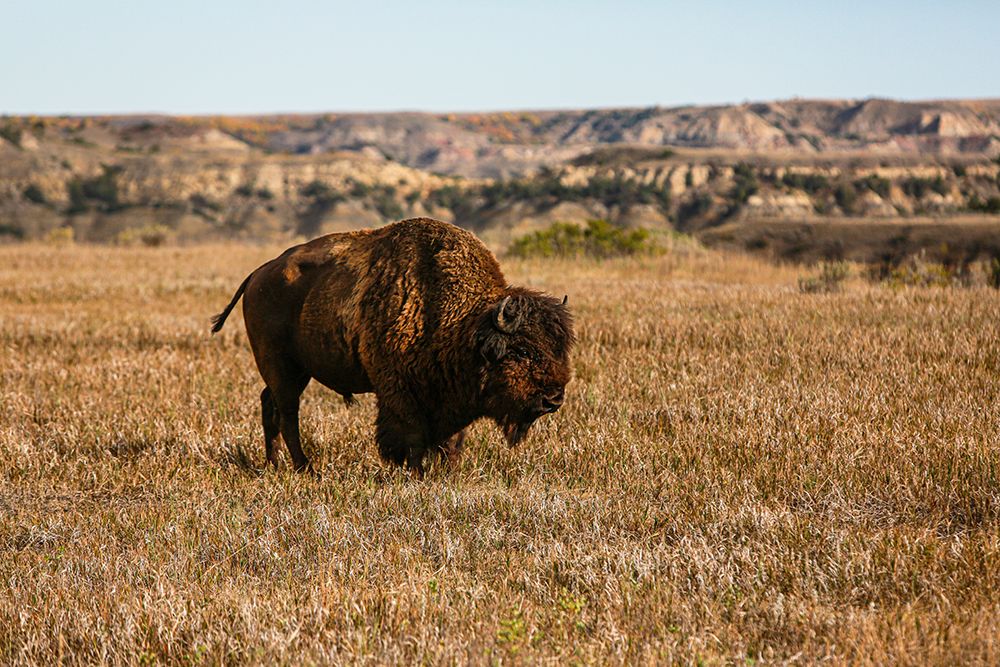 Theodore Roosevelt National Park-North Dakota-USA Badlands bison art print by Jolly Sienda for $57.95 CAD