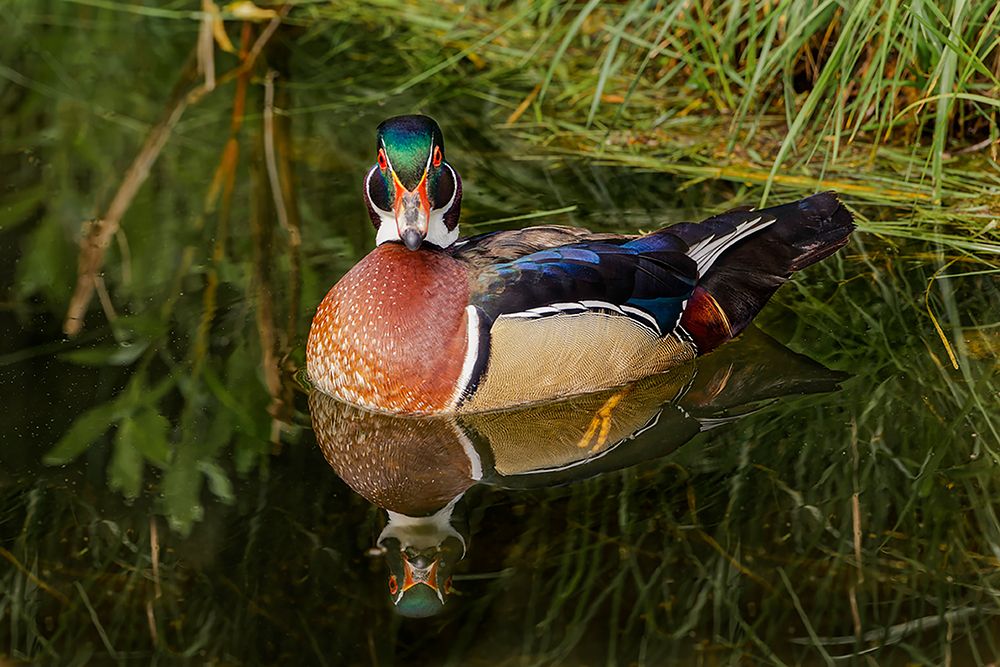 Male wood duck and reflection-Ohio art print by Adam Jones for $57.95 CAD