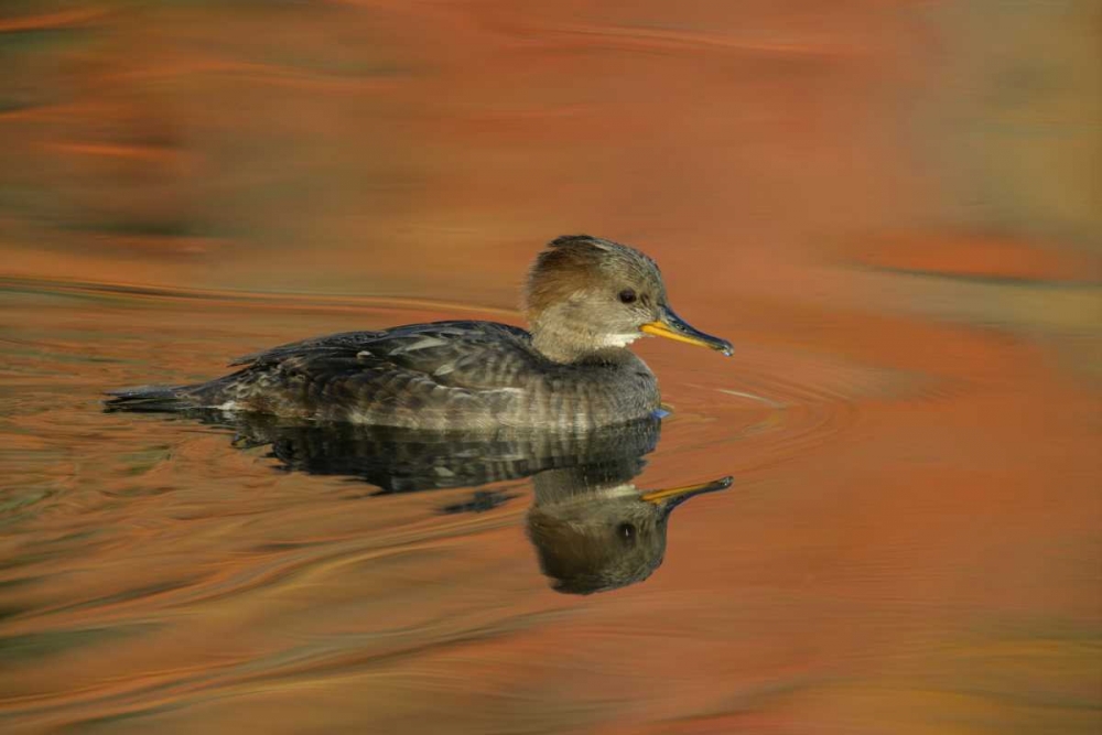 Ohio, Cleveland Hooded merganser moving in water art print by Arthur Morris for $57.95 CAD