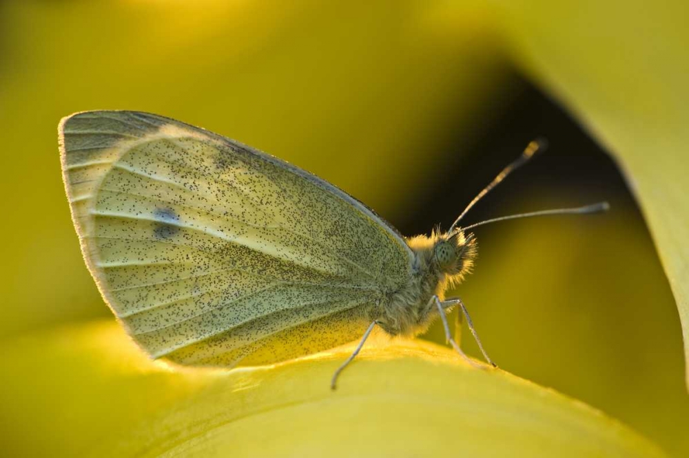 Ohio Sulphur butterfly on yellow daffodil flower art print by Nancy Rotenberg for $57.95 CAD