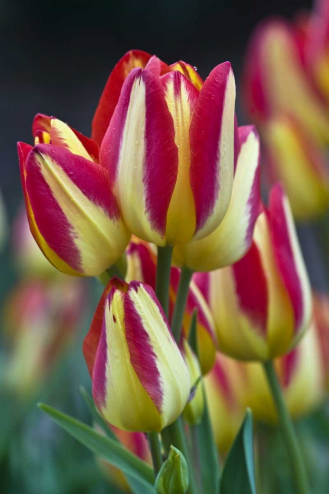 USA, Ohio Close-up of tulip variety art print by Nancy Rotenberg for $57.95 CAD