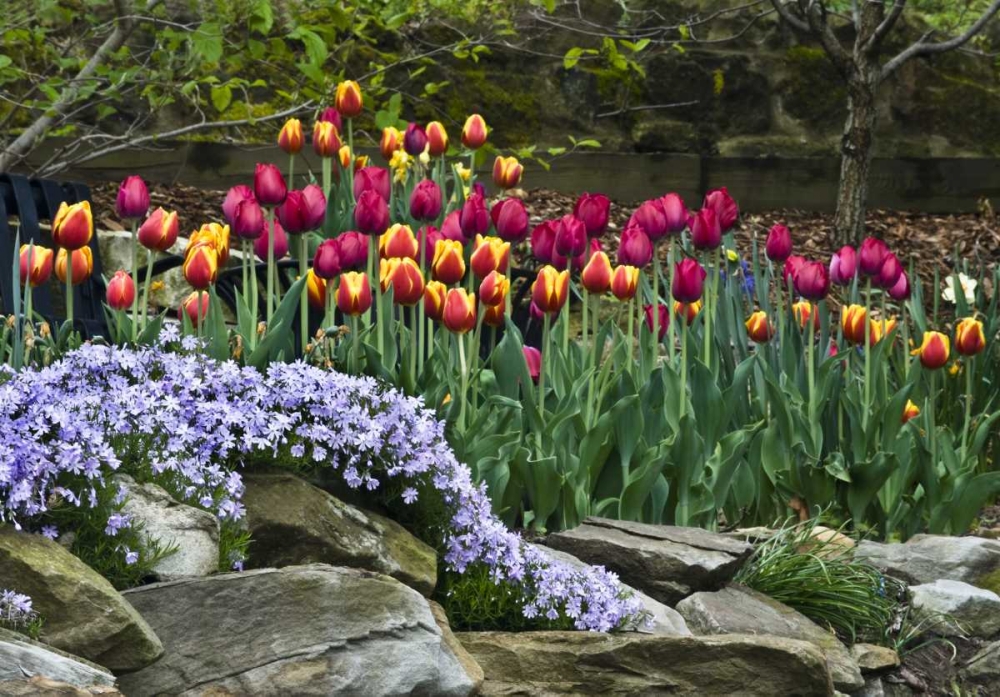 USA, Ohio Tulips and phlox in springtime garden art print by Nancy Rotenberg for $57.95 CAD