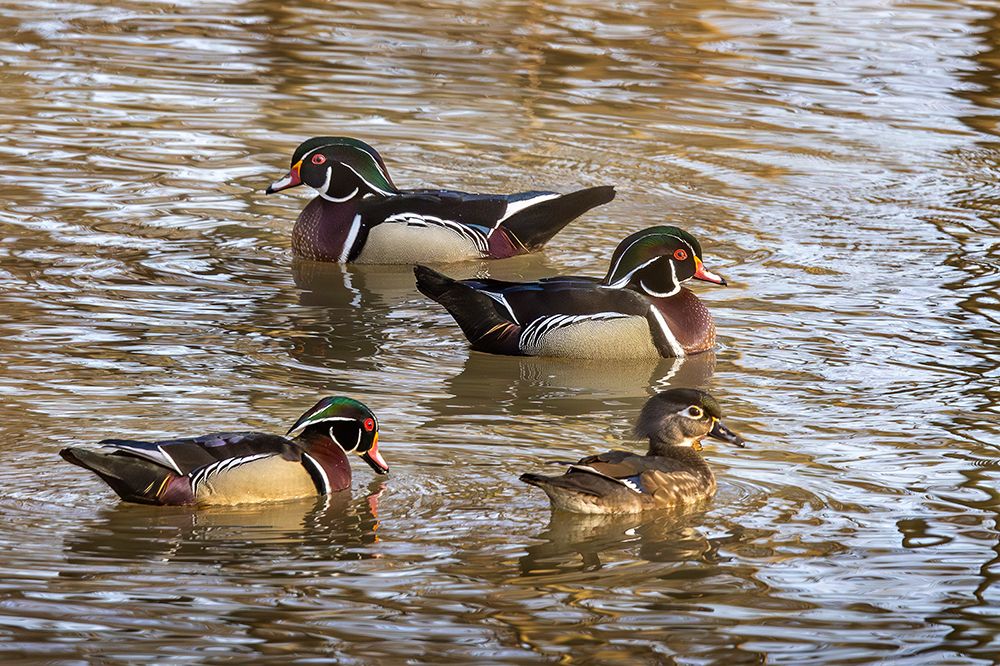 Wood duck in creek in Defiance, Ohio, USA. art print by Chuck Haney for $57.95 CAD