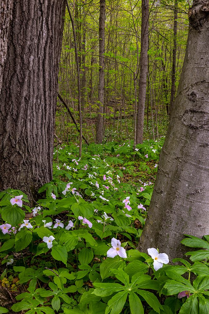 Trillium wildflowers at Goll Woods Nature Preserve near Archbold-Ohio-USA art print by Chuck Haney for $57.95 CAD
