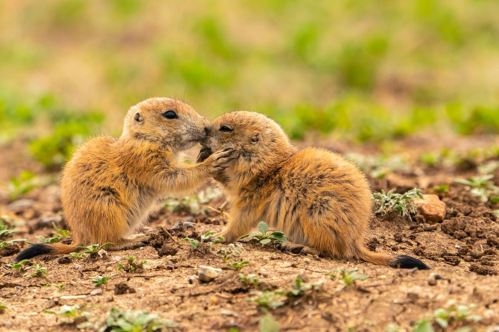 USA-Oklahoma-Wichita Mountains National Wildlife Refuge Baby prairie dogs greeting art print by Jaynes Gallery for $57.95 CAD
