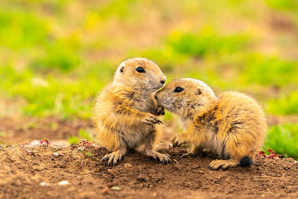 USA-Oklahoma-Wichita Mountains National Wildlife Refuge Baby prairie dogs greeting art print by Jaynes Gallery for $57.95 CAD