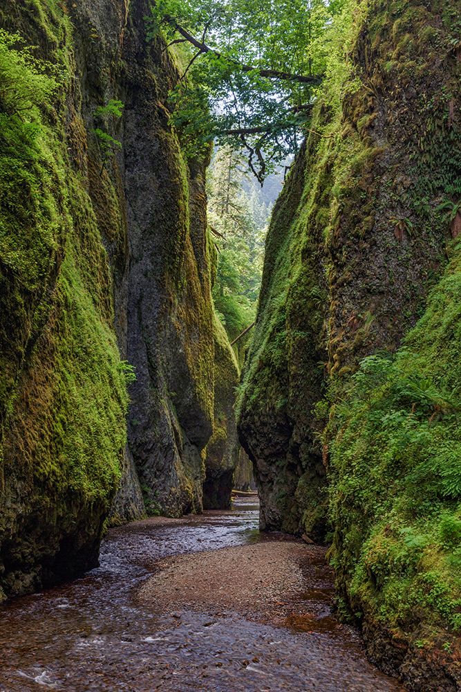 View from bottom of Oneonta Gorge-Columbia River Gorge National Scenic Area-Oregon art print by Adam Jones for $57.95 CAD