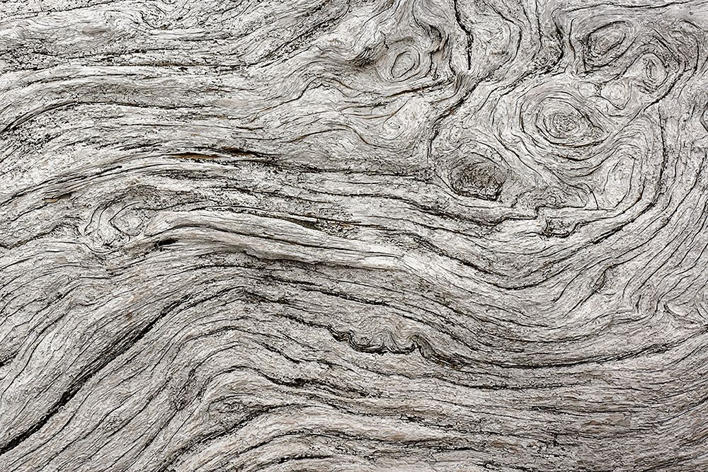 Geometric pattern in eroded driftwood-Bandon Beach-Oregon art print by Adam Jones for $57.95 CAD