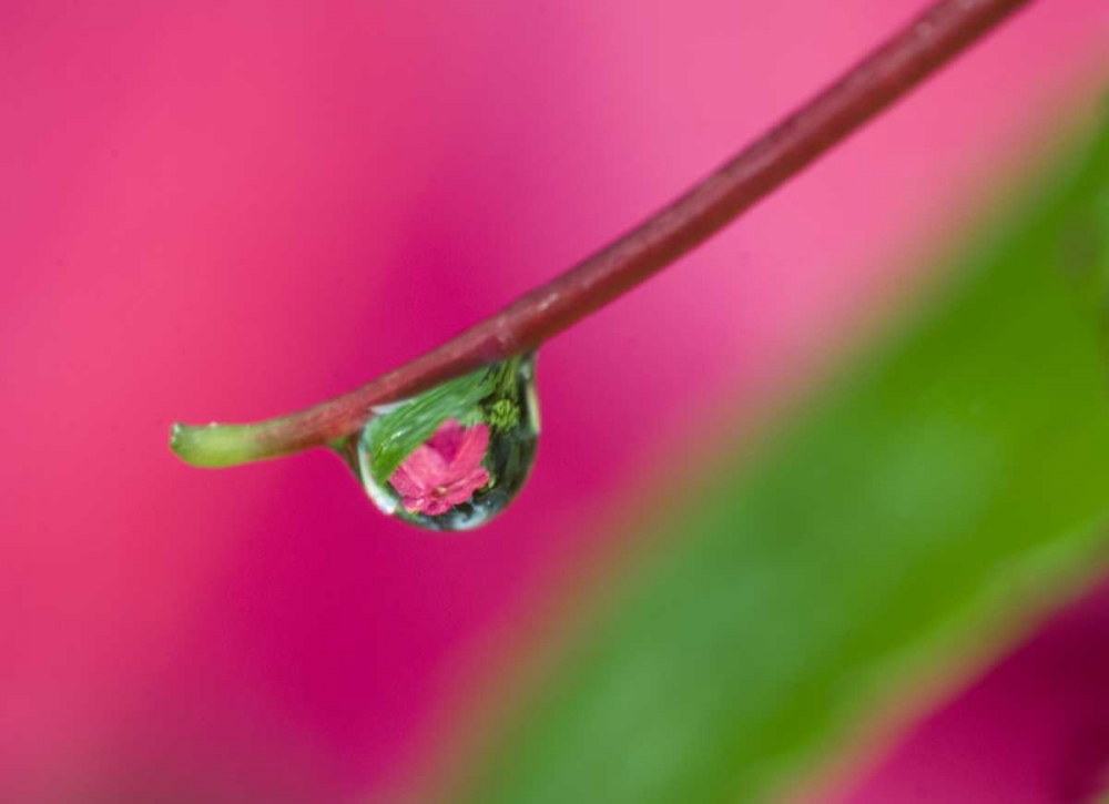 OR, Water droplet on New Guinea impatiens art print by Nancy Rotenberg for $57.95 CAD