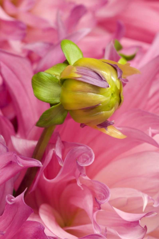 Oregon, Swan Island, Bud Sprouting From Dahlia art print by Nancy Rotenberg for $57.95 CAD