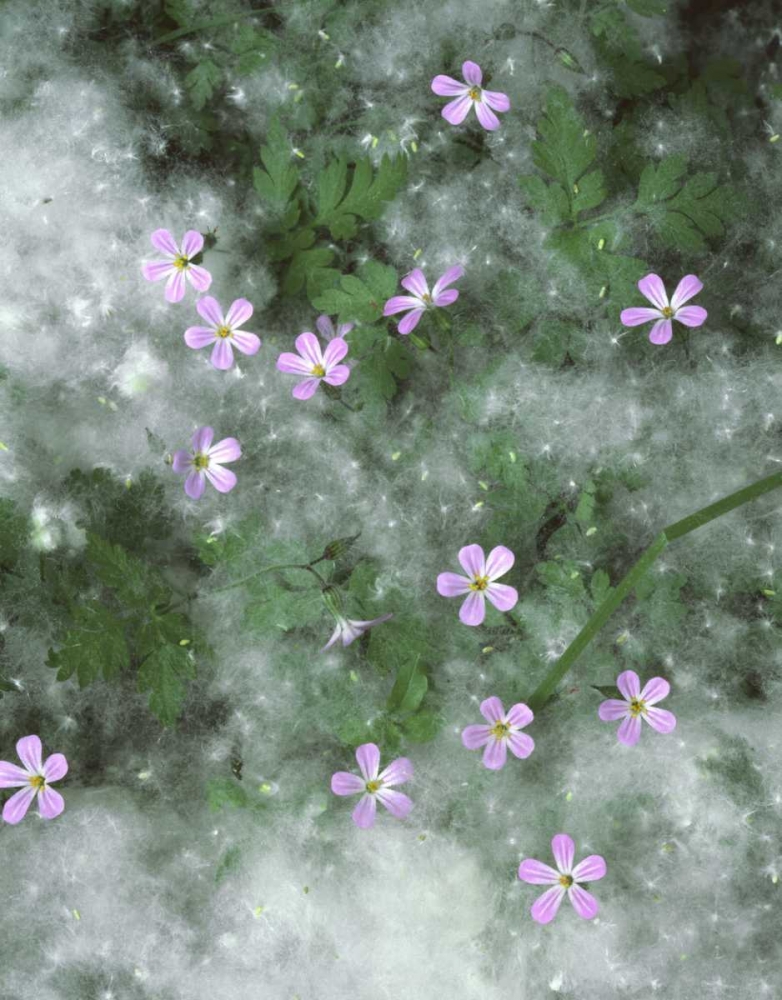 OR, Storksbill flowers surrounded by seeds art print by Steve Terrill for $57.95 CAD