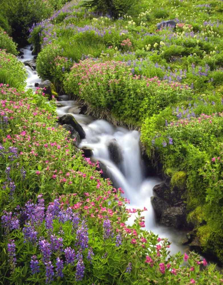 OR, Elk Cove Creek flowing through meadow flowers art print by Steve Terrill for $57.95 CAD