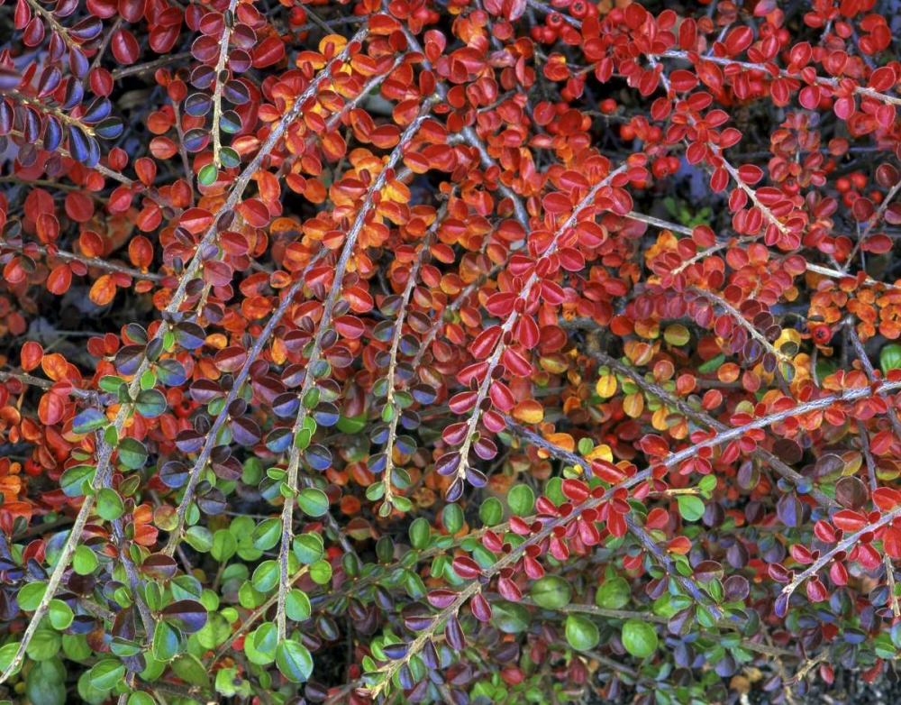 OR, Multnomah Co, Leaves of cotoneaster plant art print by Steve Terrill for $57.95 CAD