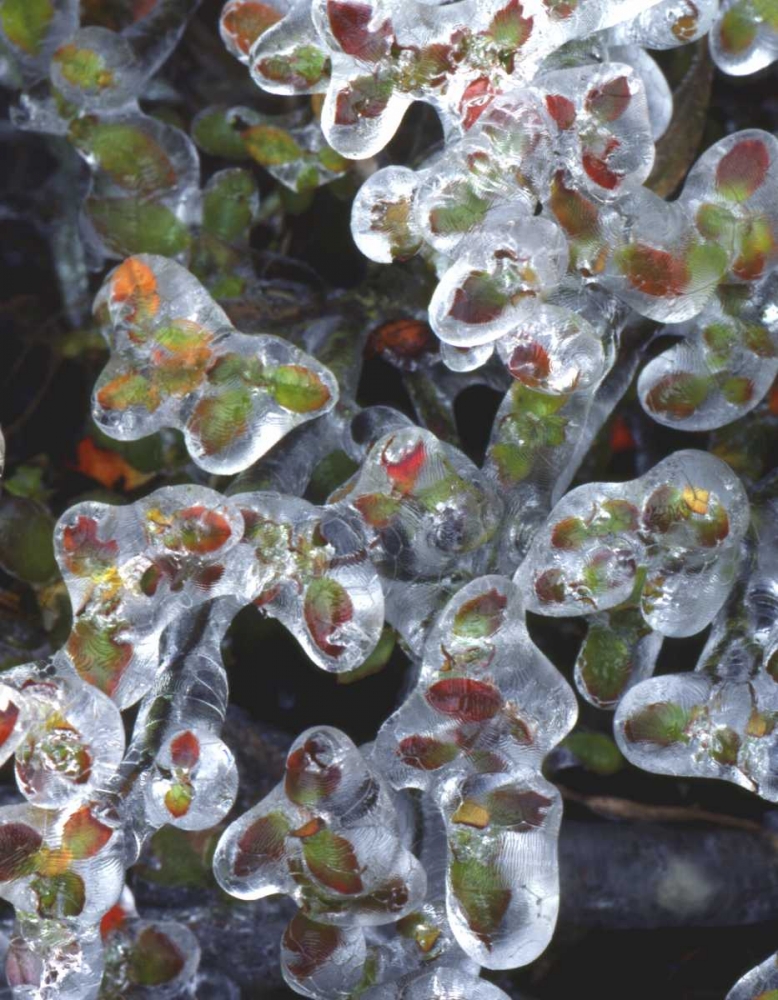 Oregon, Portland, Azalea plants encased in ice art print by Steve Terrill for $57.95 CAD
