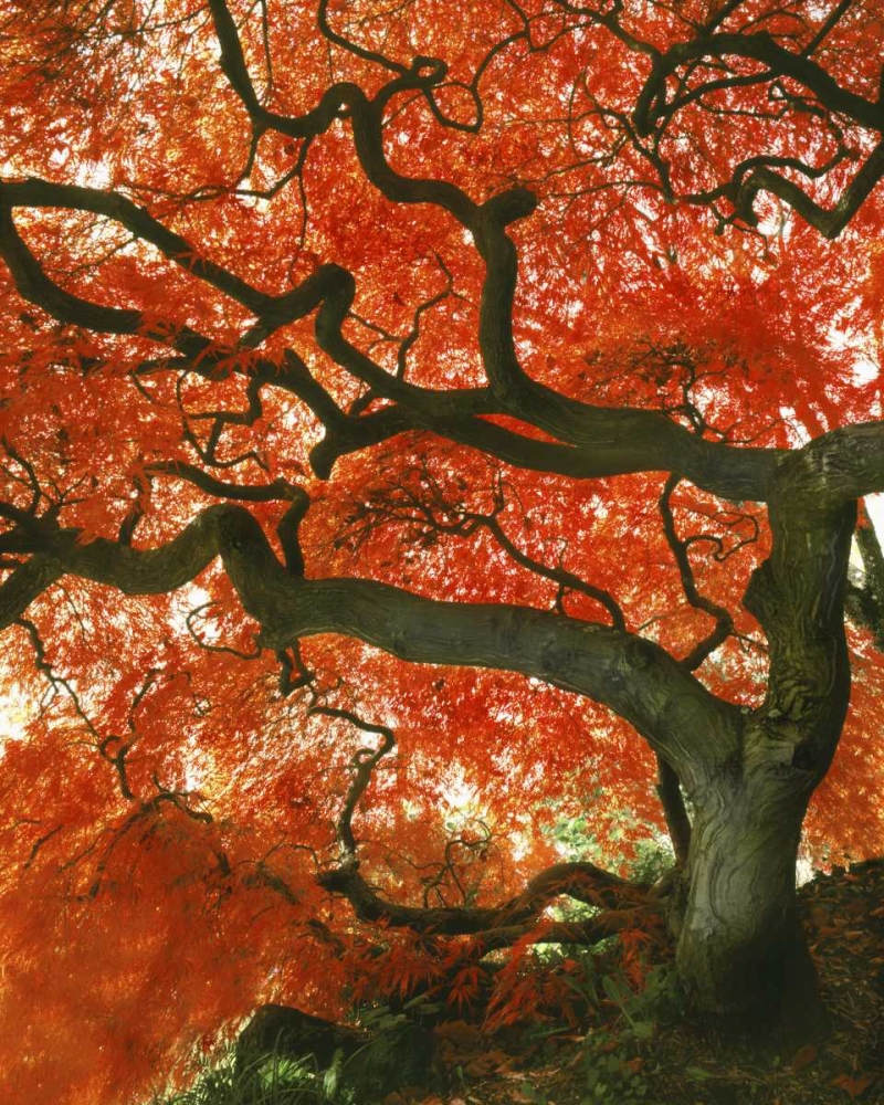 OR, Portland, Japanese maple tree in garden art print by Steve Terrill for $57.95 CAD