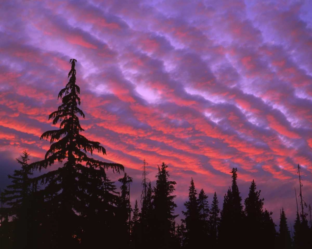 OR, Three Sisters, sunset clouds over forest art print by Steve Terrill for $57.95 CAD