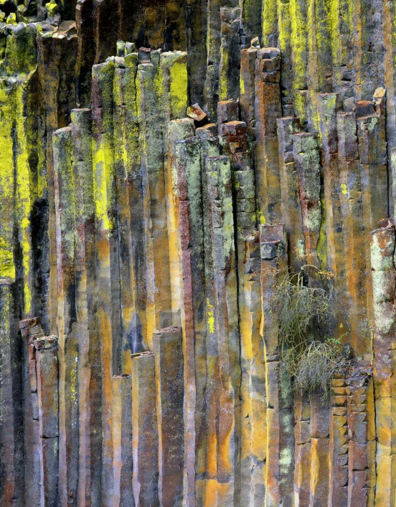 OR, Umpqua NF, Lichen-covered basalt formation art print by Steve Terrill for $57.95 CAD