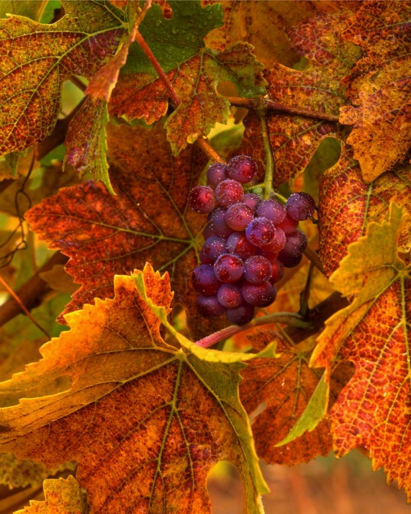 OR, Willamette Valley, Pinot noir grapes in fall art print by Steve Terrill for $57.95 CAD