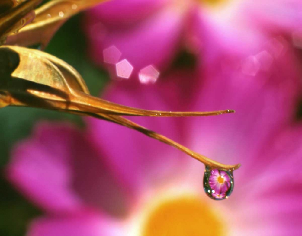 OR, Cosmos flower reflecting in dewdrop art print by Steve Terrill for $57.95 CAD