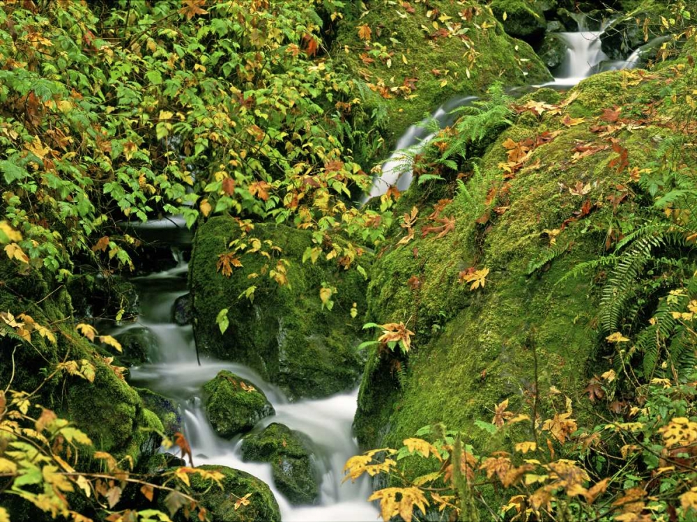 OR, Brookings Verdant stream along the Redwoods art print by Dave Welling for $57.95 CAD