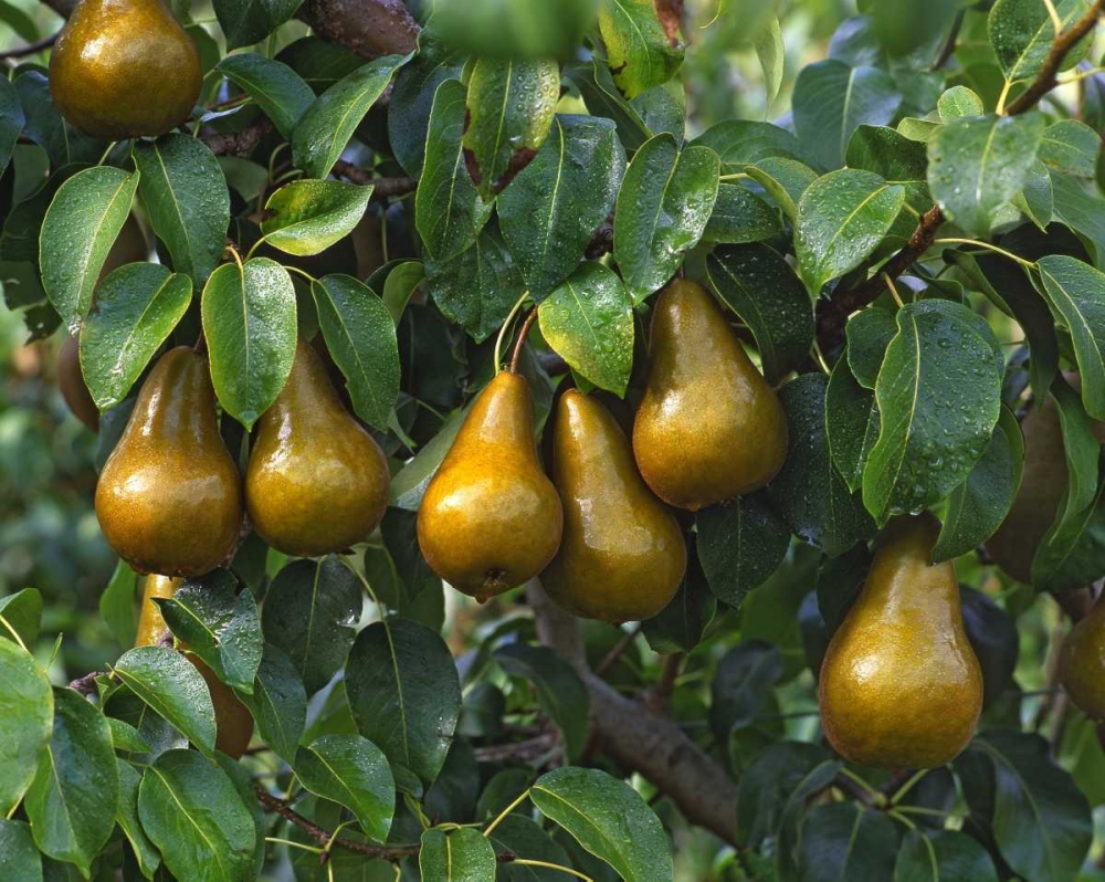 OR, Hood River Bosc pears ready for harvest art print by Steve Terrill for $57.95 CAD