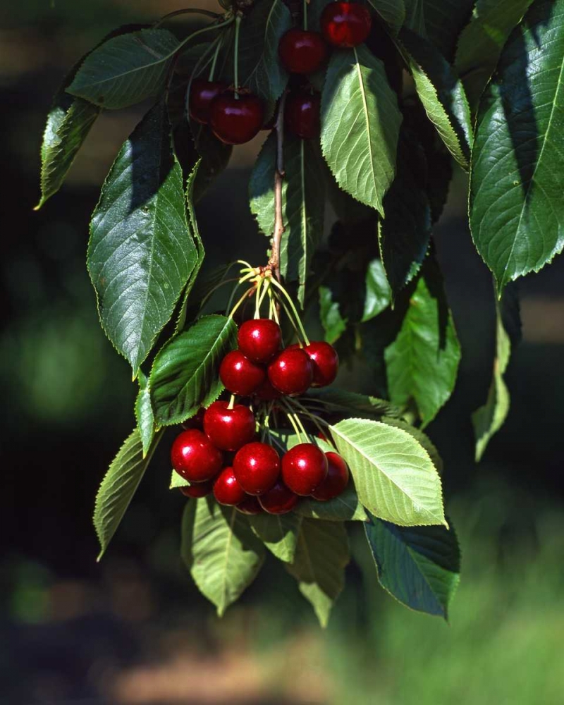 OR, Mosier Bing cherries ready for picking art print by Steve Terrill for $57.95 CAD
