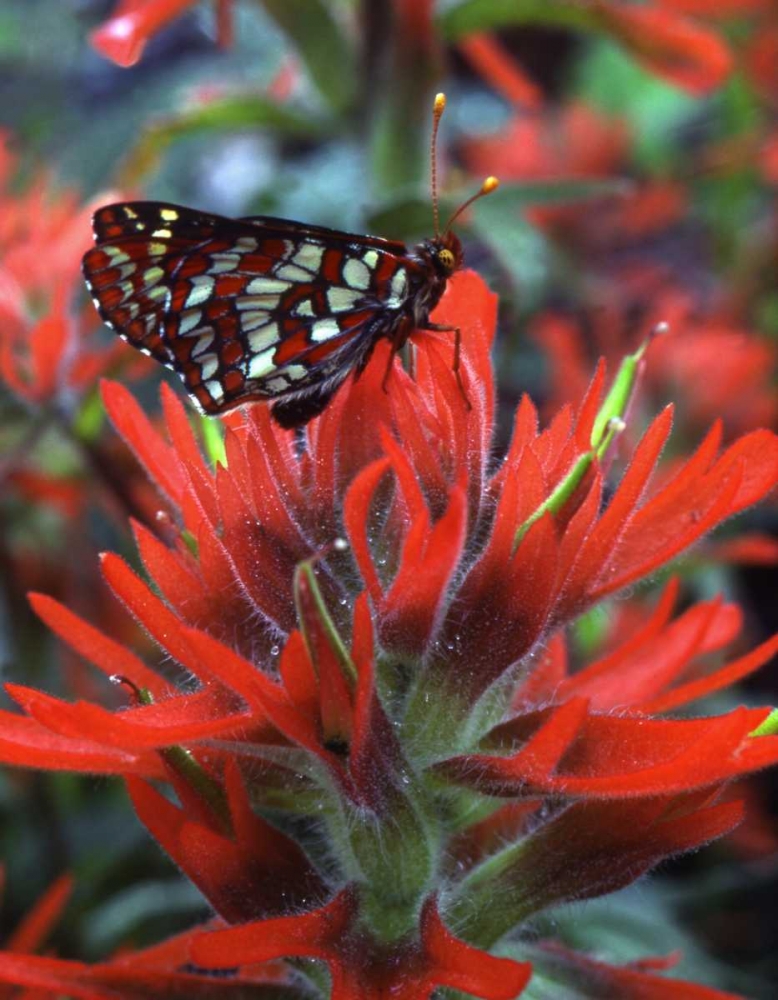 OR, Mt Hood NF Checkerspot butterfly on flower art print by Steve Terrill for $57.95 CAD