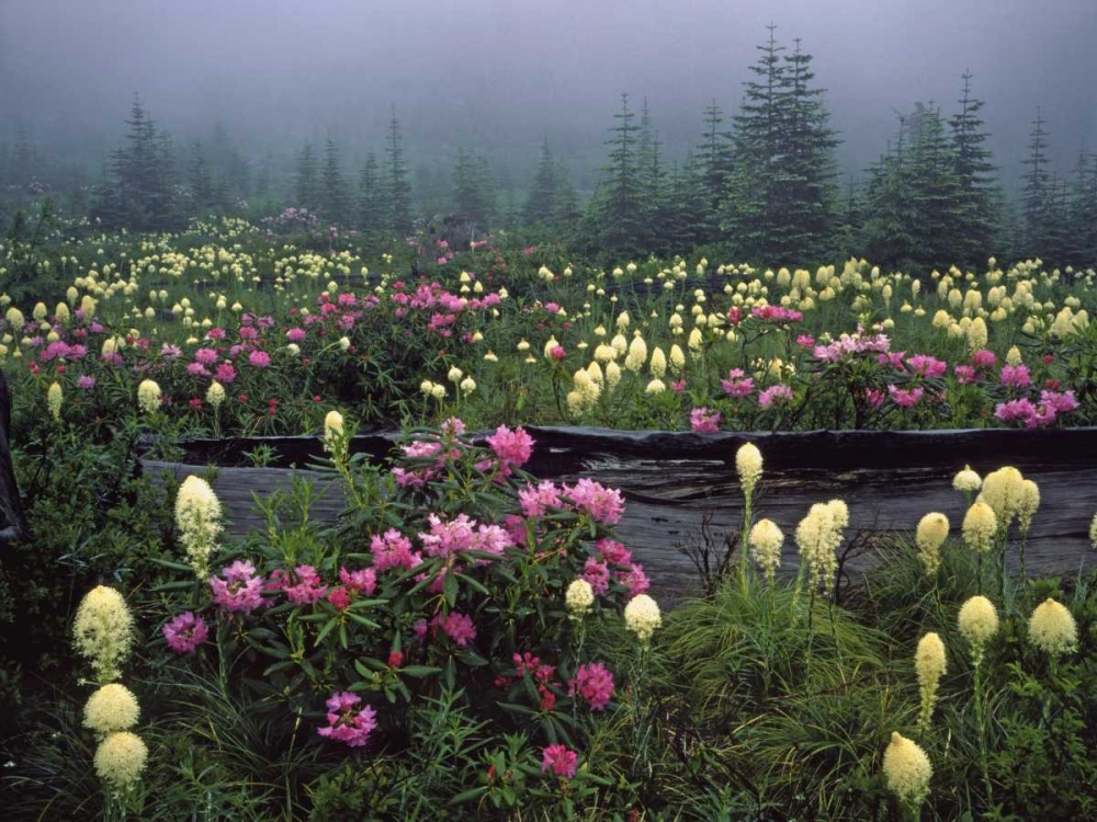 OR Meadow of rhododendrons and bear grass art print by Steve Terrill for $57.95 CAD