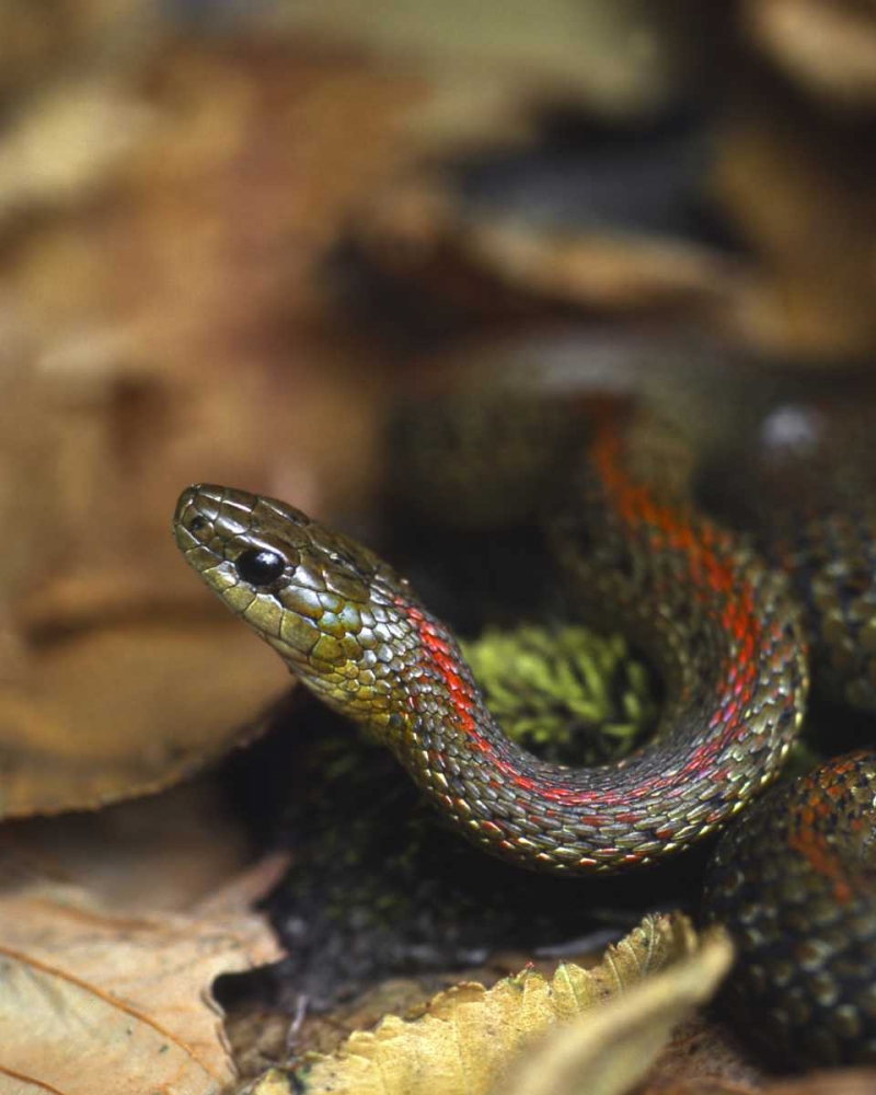 Oregon, Multnomah County Garter snake in garden art print by Steve Terrill for $57.95 CAD