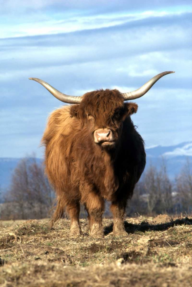 OR, Multnomah Co, Highland cow on ranch art print by Steve Terrill for $57.95 CAD