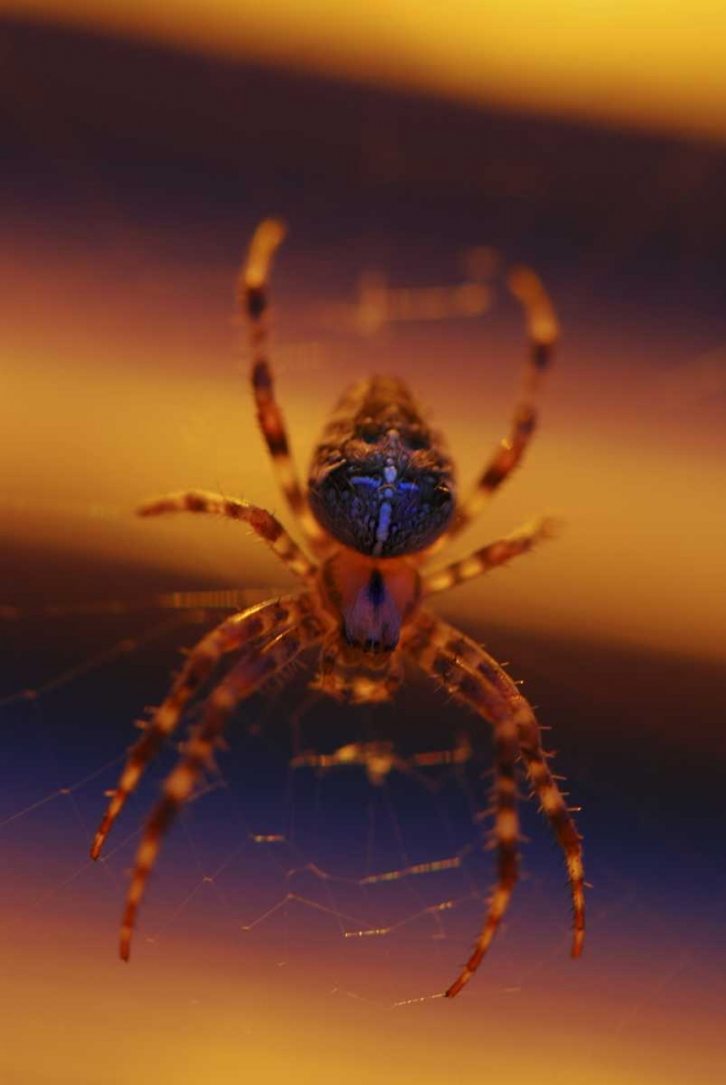 OR, Portland Common garden spider illuminated art print by Steve Terrill for $57.95 CAD
