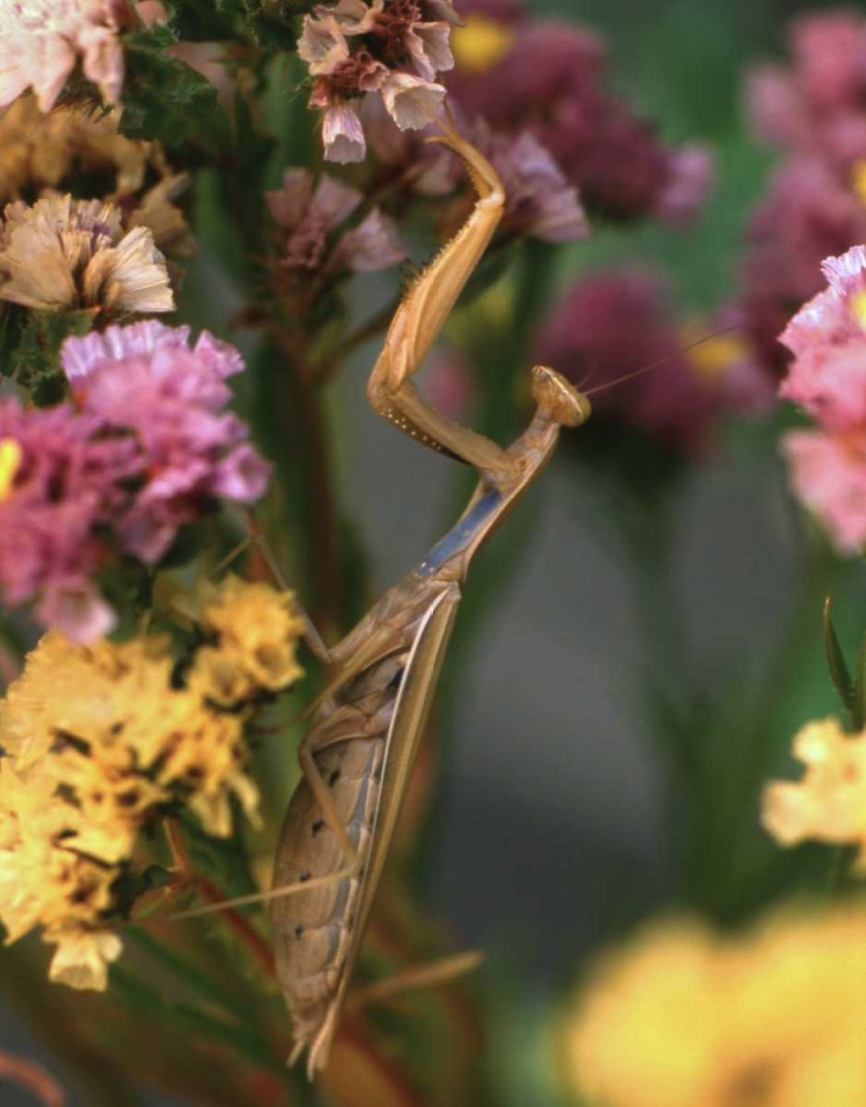 OR, Portland Praying mantis on statice plant art print by Steve Terrill for $57.95 CAD