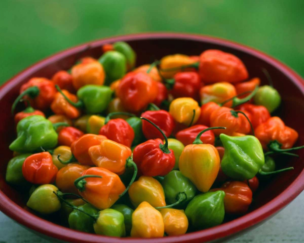 OR, Willamette Valley Fresh habanero peppers art print by Steve Terrill for $57.95 CAD