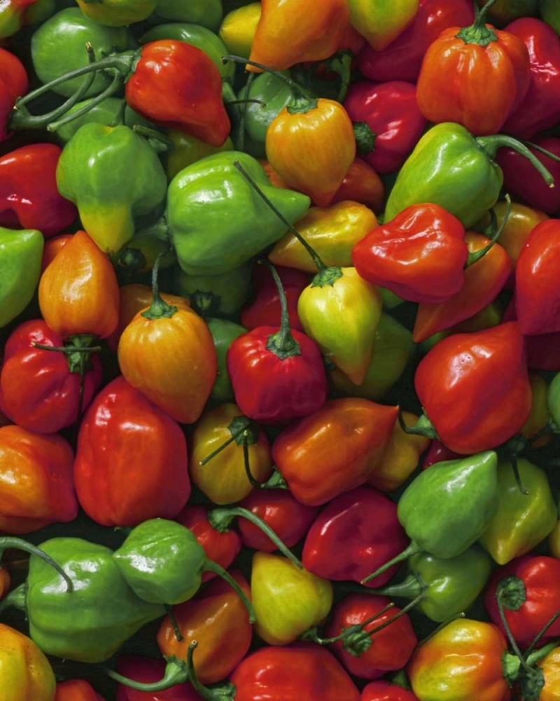OR, Willamette Valley Fresh habanero peppers art print by Steve Terrill for $57.95 CAD