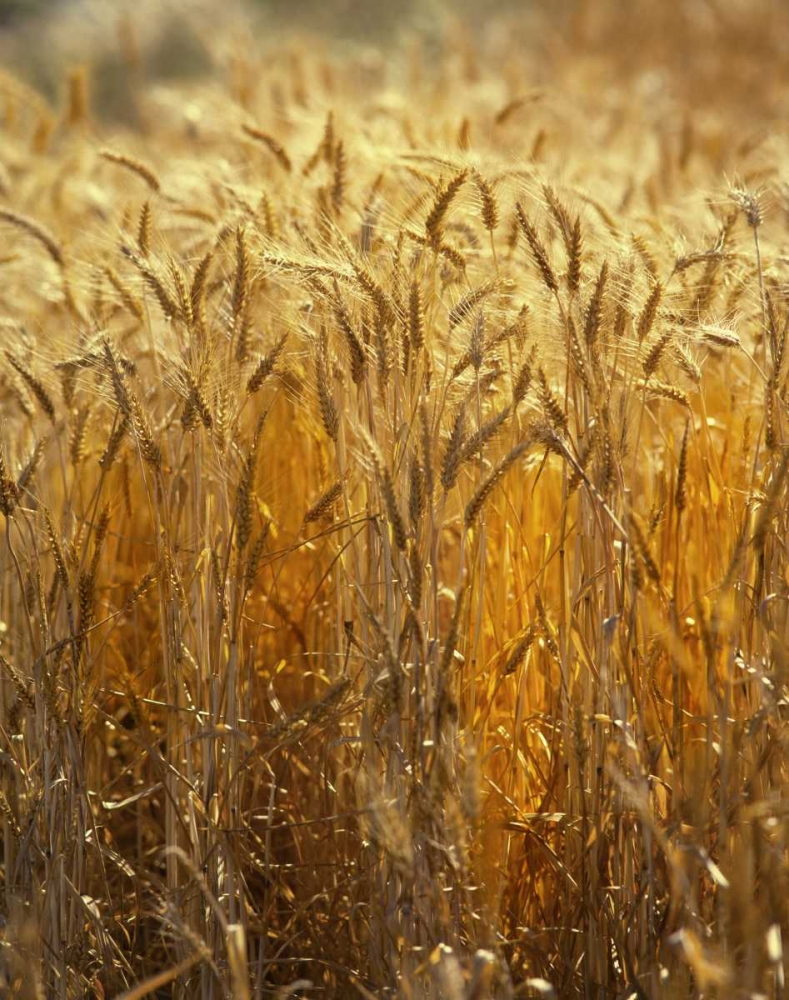 OR, Willamette Valley Ripe Wheat stalks art print by Steve Terrill for $57.95 CAD