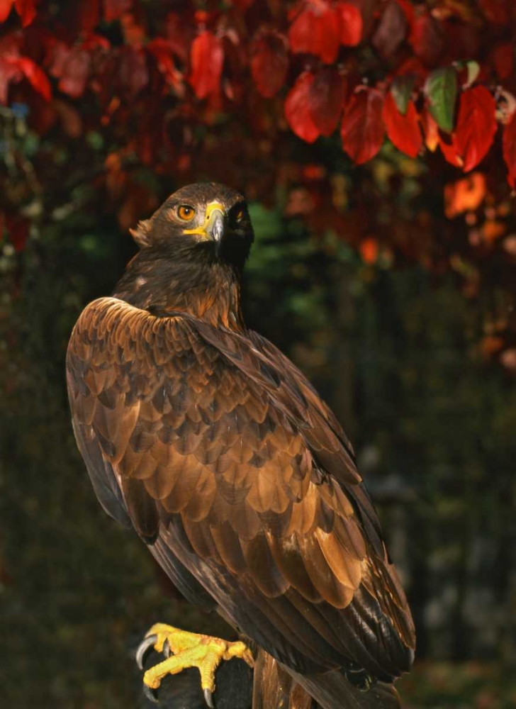USA, Oregon Portrait of red-tailed hawk art print by Steve Terrill for $57.95 CAD