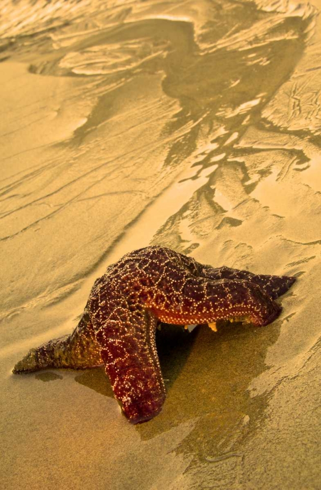 USA, Oregon Sea star moving on wet sand art print by Nancy Rotenberg for $57.95 CAD