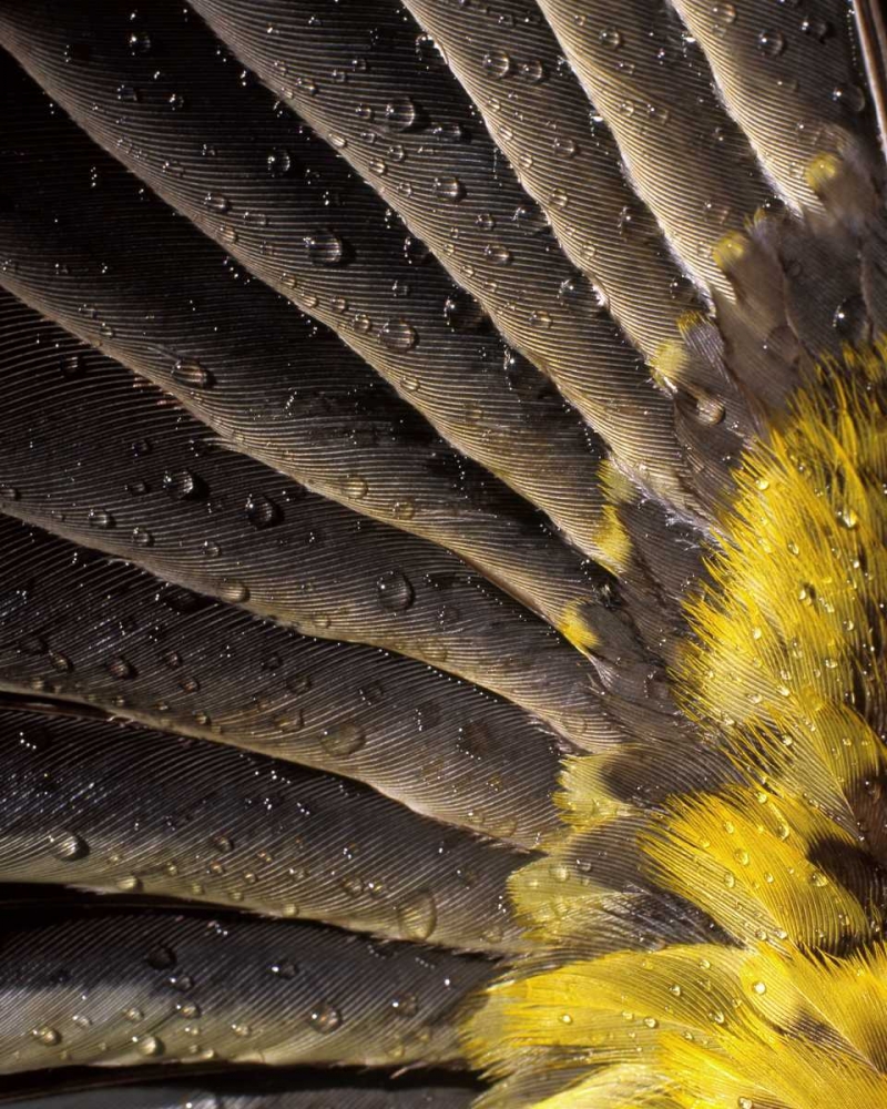 Oregon Water on underside of grosbeak feather art print by Steve Terrill for $57.95 CAD