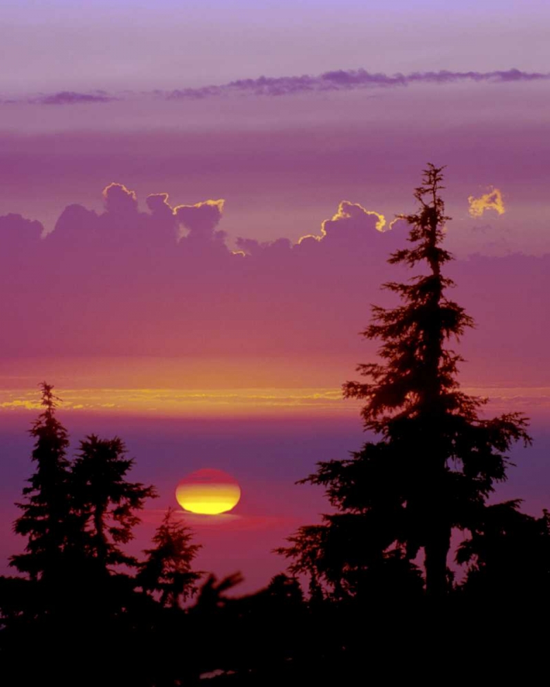 Oregon, Mt Hood Pine trees silhouetted by sunset art print by David Kelley for $57.95 CAD