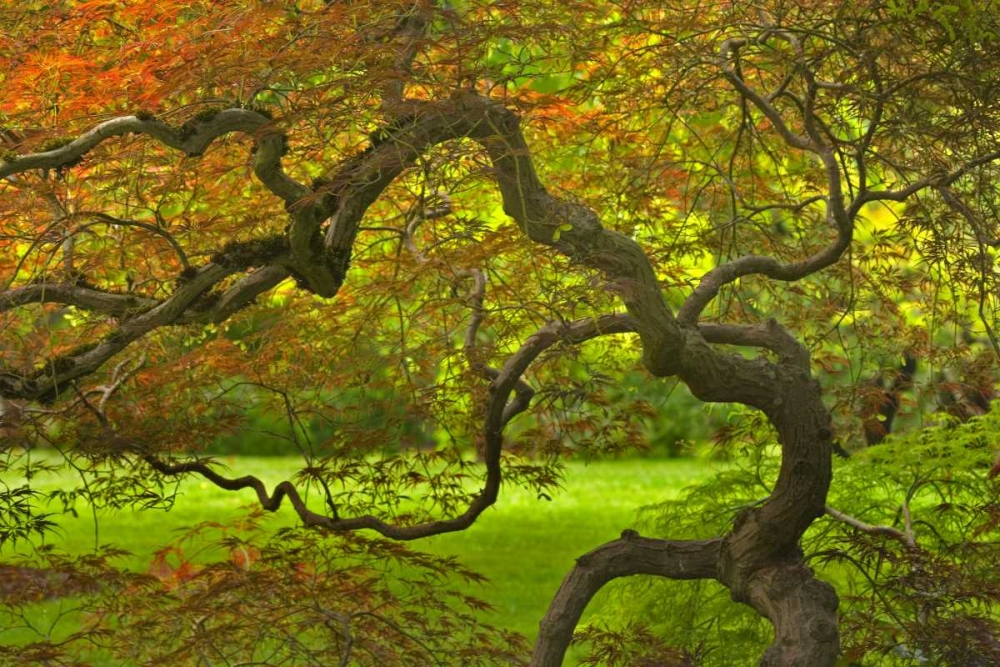 OR, Salem Dramatically contorted Japanese maple art print by Don Paulson for $57.95 CAD
