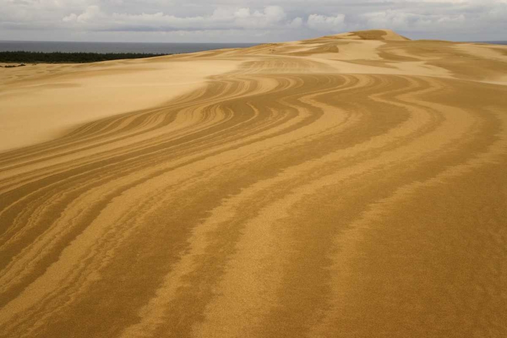 OR, Siuslaw NF, Umpqua Dunes Patterns in dunes art print by Don Paulson for $57.95 CAD