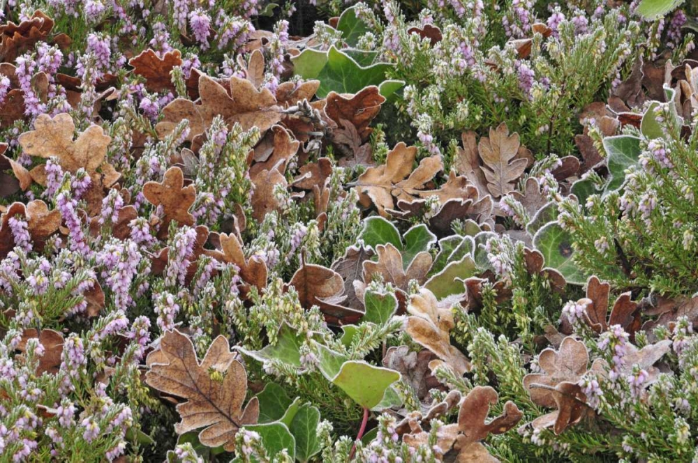 OR, Portland Frost on heather shrub in garden art print by Steve Terrill for $57.95 CAD