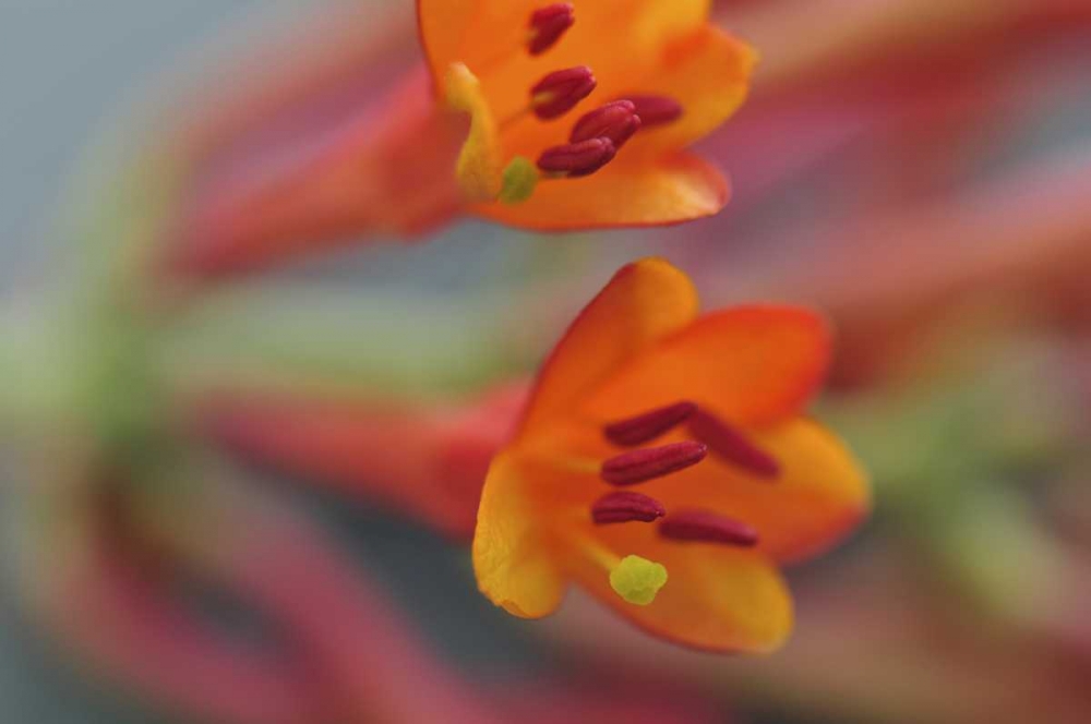 Oregon, Portland Coral honeysuckle flowers art print by Steve Terrill for $57.95 CAD