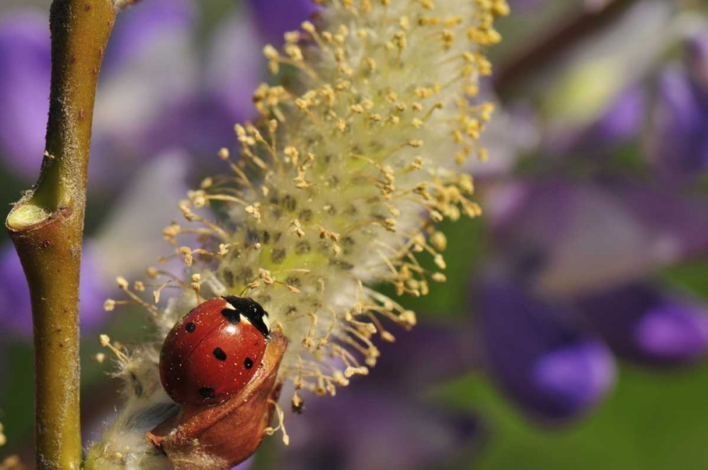 OR, Portland Ladybug on pussy willow bloom art print by Steve Terrill for $57.95 CAD